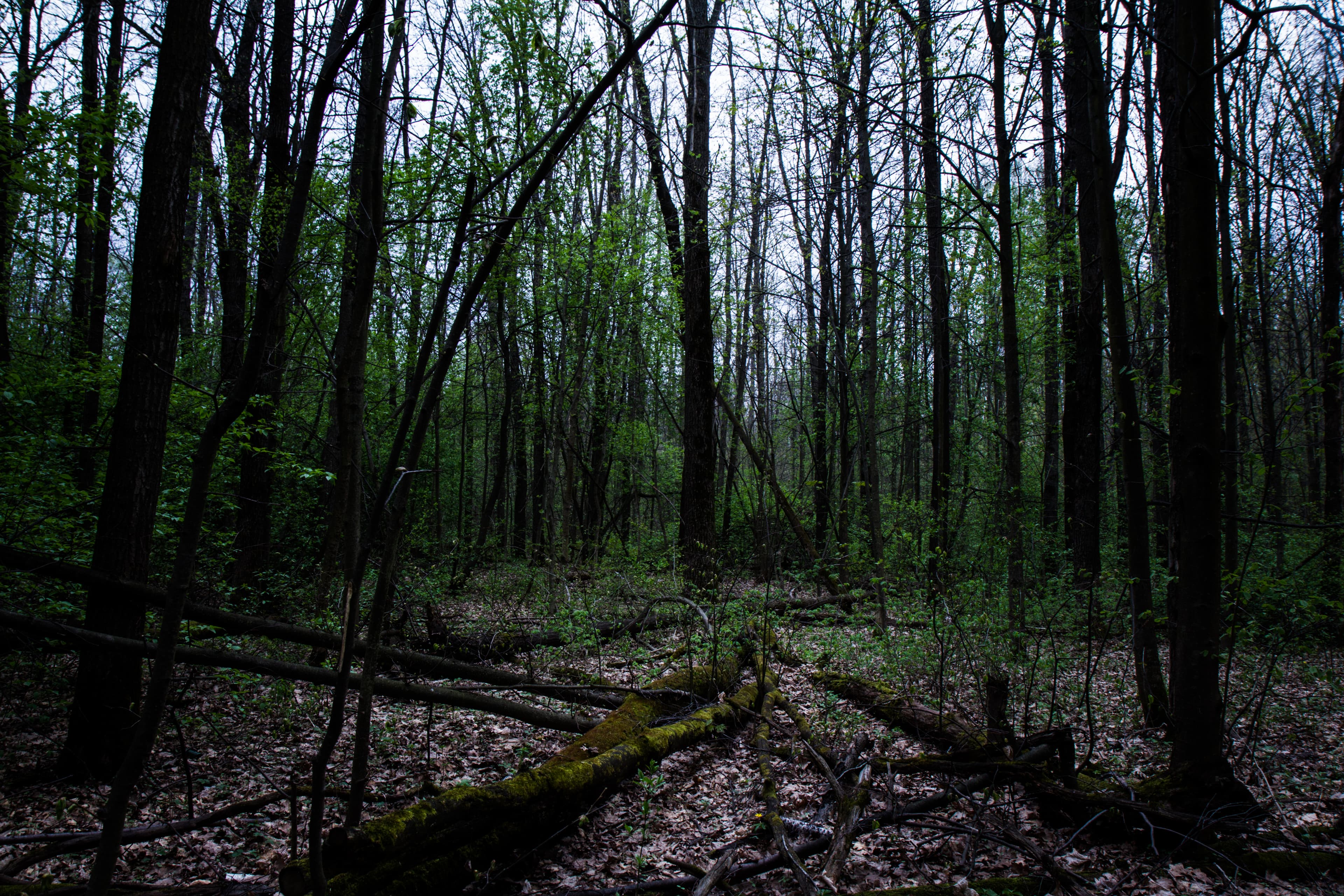 Медведевский лес